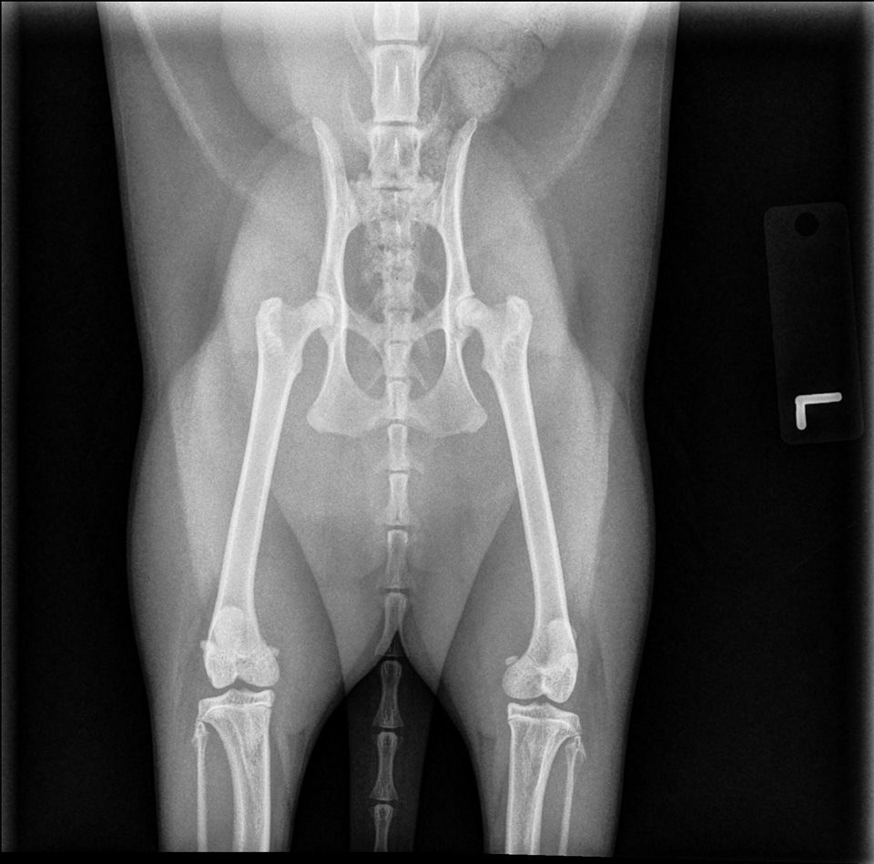 X-ray of animal's pelvic region.