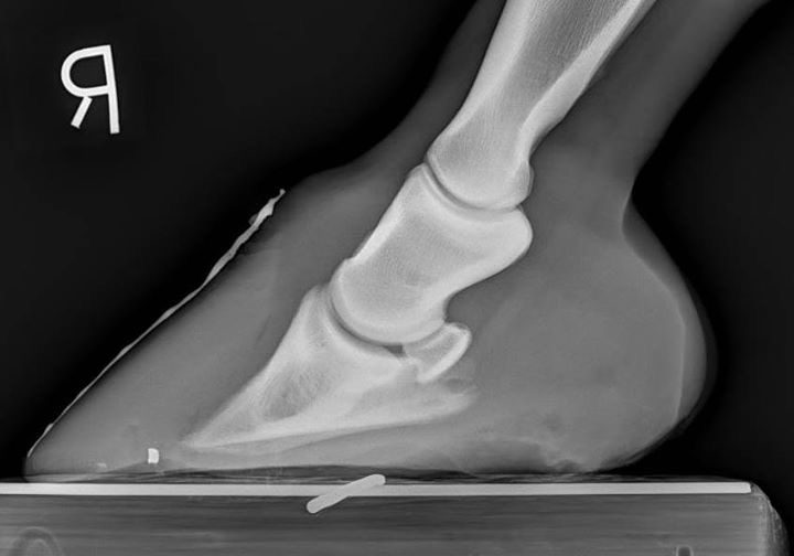 X-ray of a horse's hoof and leg.