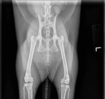 Dog hip and pelvis X-ray image.