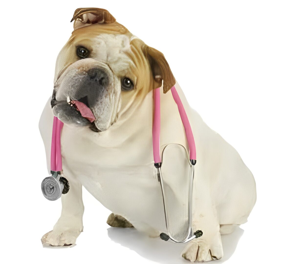 Bulldog wearing a pink stethoscope, sitting.