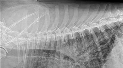 X-ray of an animal's ribcage and spine.