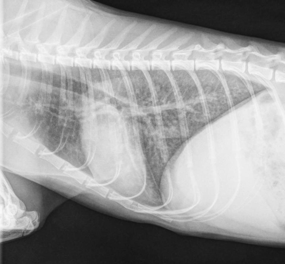 Animal chest X-ray showing ribs and spine.