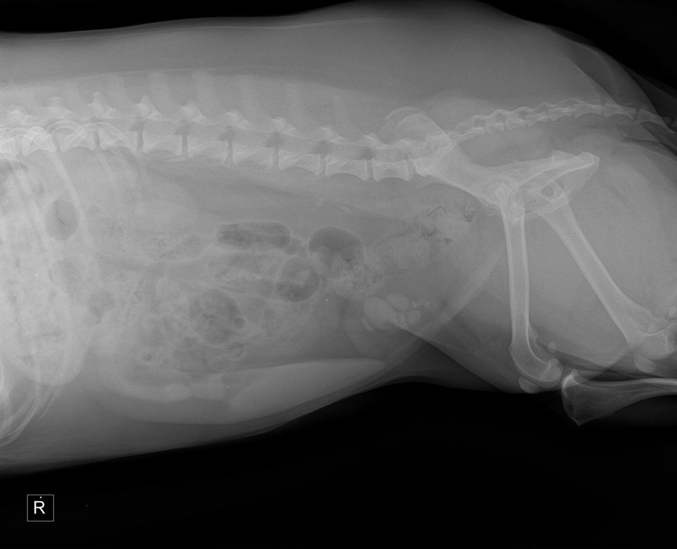 X-ray of a dog's side view.